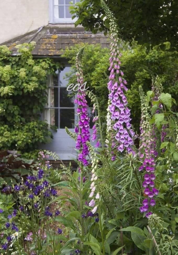 🌱🪻🌾🌷~165