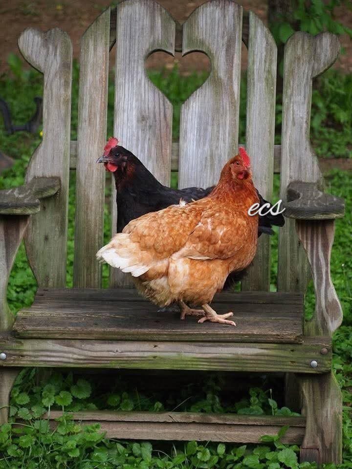 🌺🌱🪻🌿~168