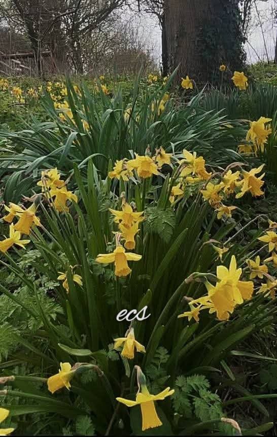 🍃🌾🦋🌼~176