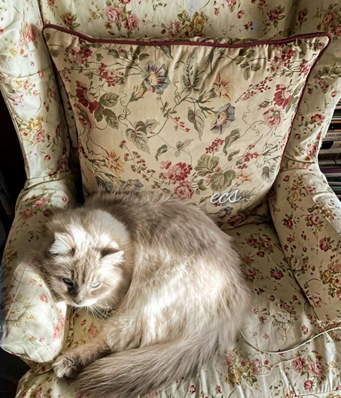 🌸🌱🪻~Home~🌼174