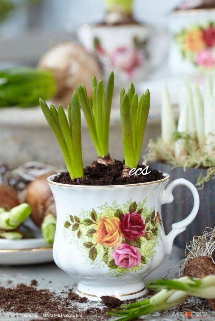 🌷🌼🌱~181🪻