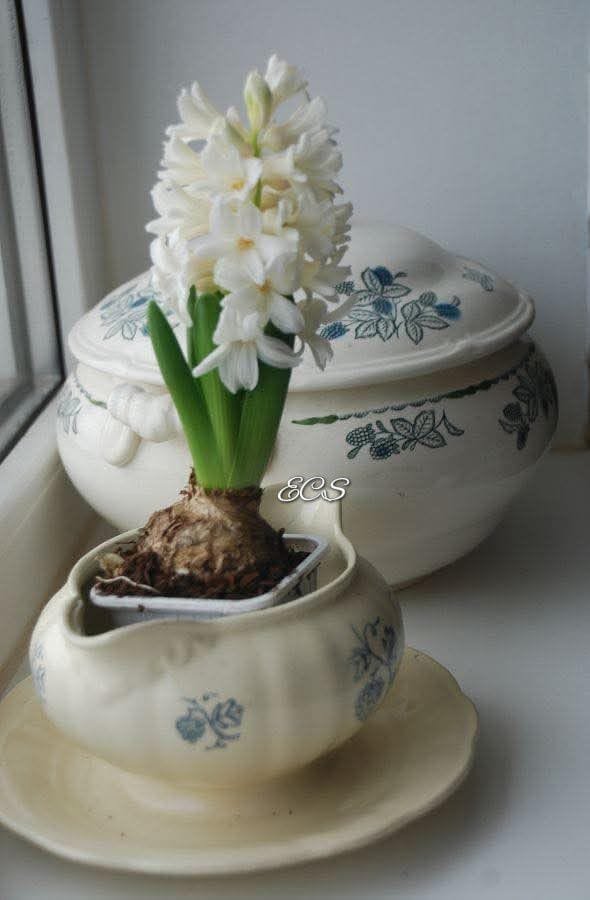 🌱🌼🪺🌷~197