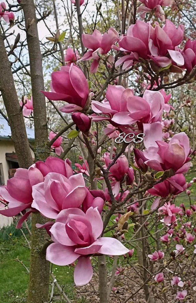 🌱🌸🌿🌷~199