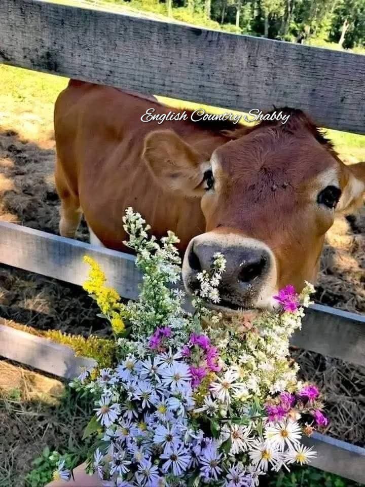 🌿🪻🌱🌷🌿~210