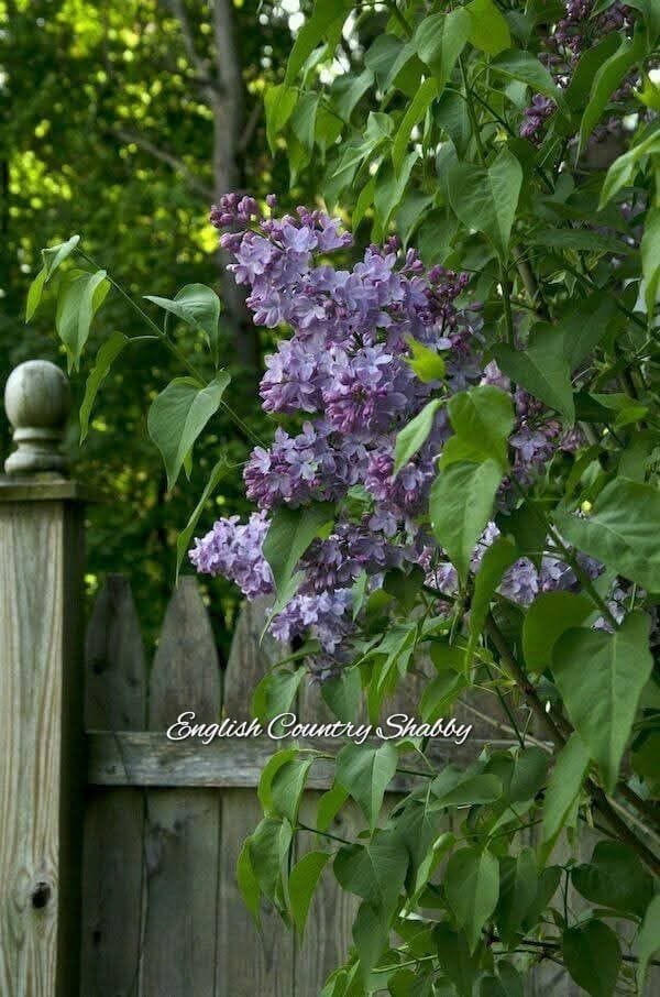 🪻🦋🍞🪺~222