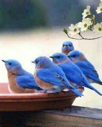 🌾🍃🐦~274