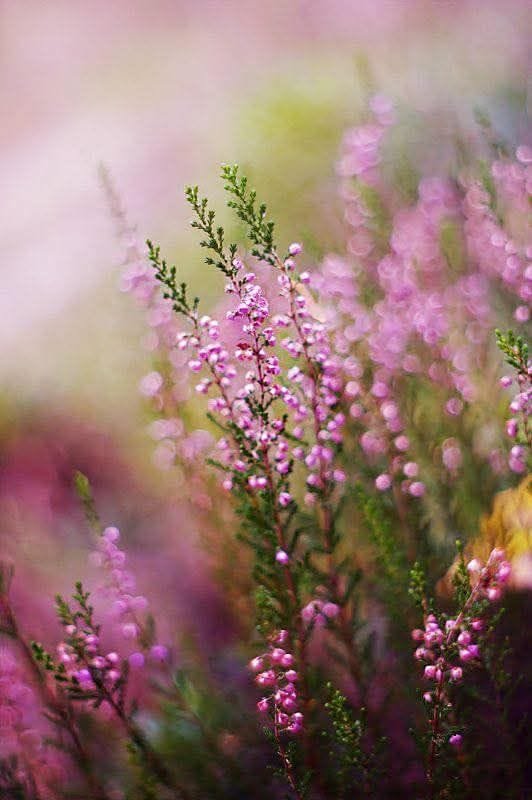 🌱💗🌿~273
