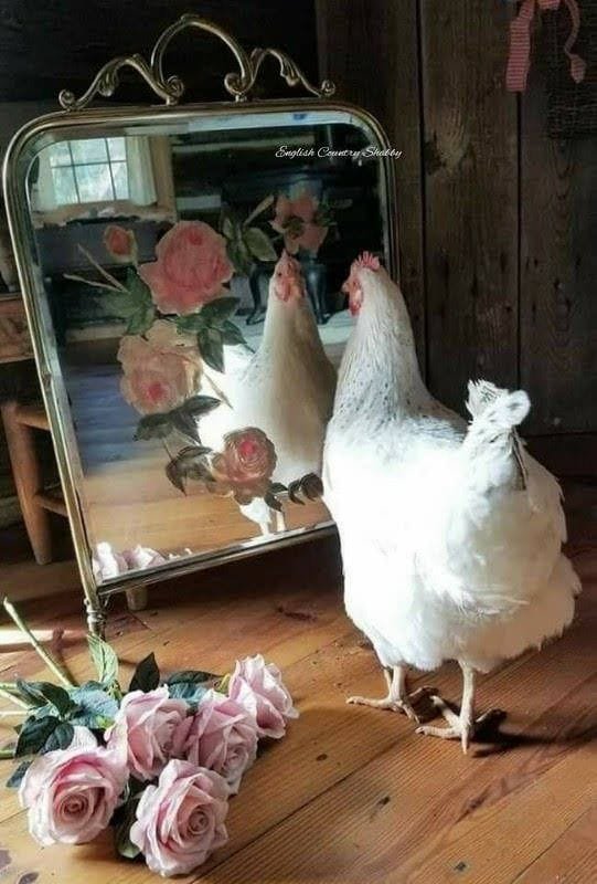 🌸🌱~Country Living ~🐦🌼🪷263