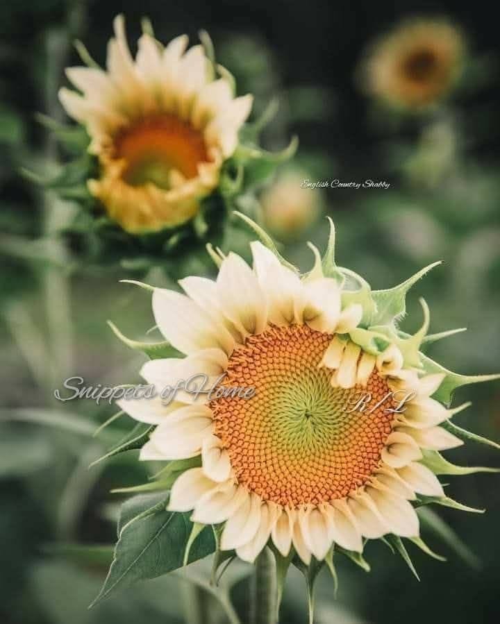 🌻🐿️🫒~314