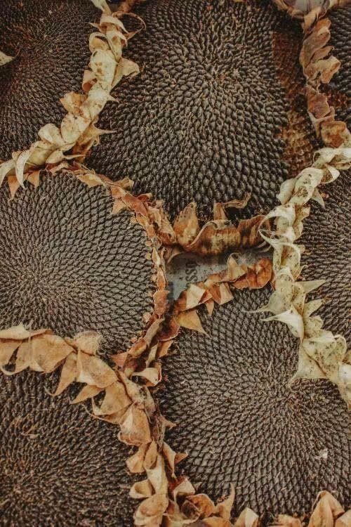 🍁🍄🤎🍂🌻~361