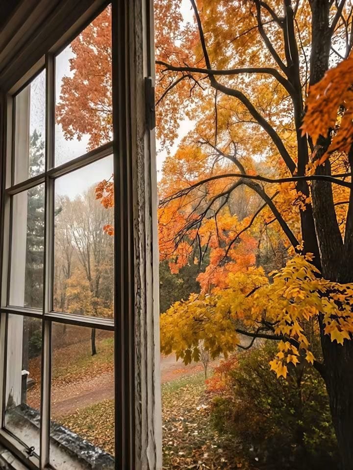 🍂🤎🌻~360