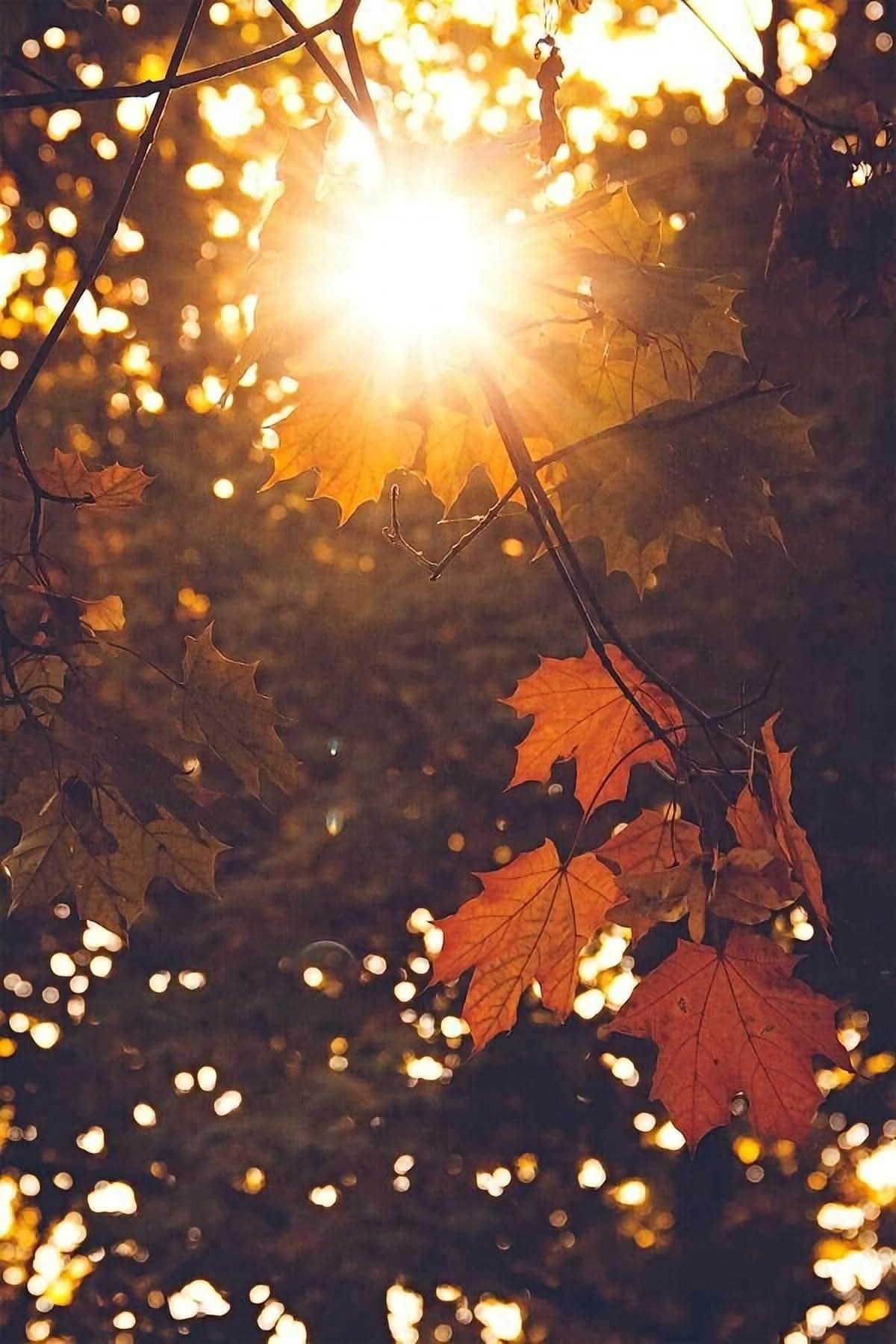 🤎🌸🍂~359